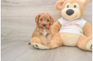 Petite Cavapoo Poodle Mix Pup