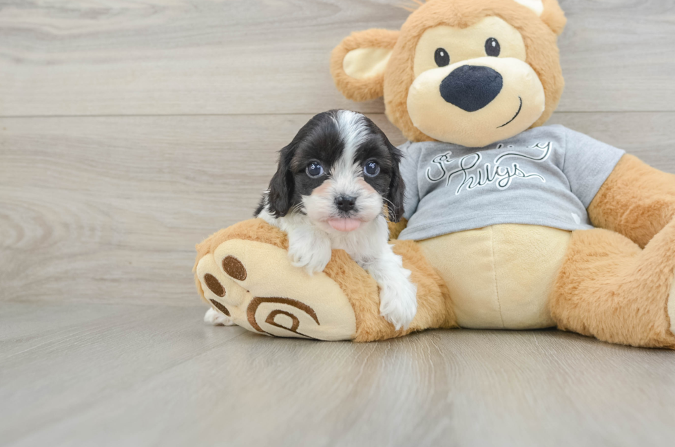 5 week old Cavapoo Puppy For Sale - Seaside Pups