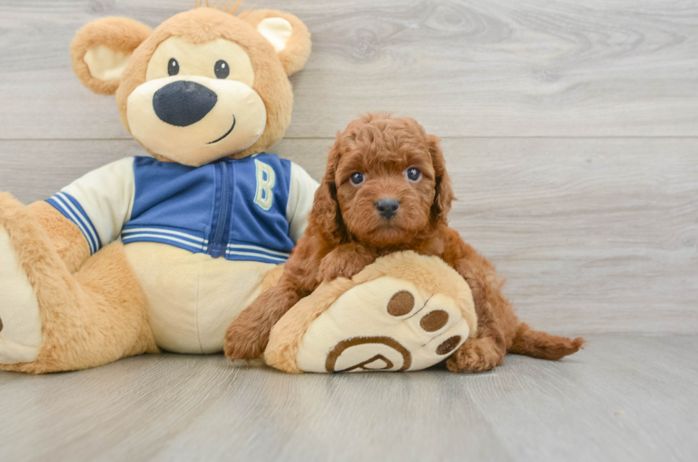 6 week old Cavapoo Puppy For Sale - Seaside Pups