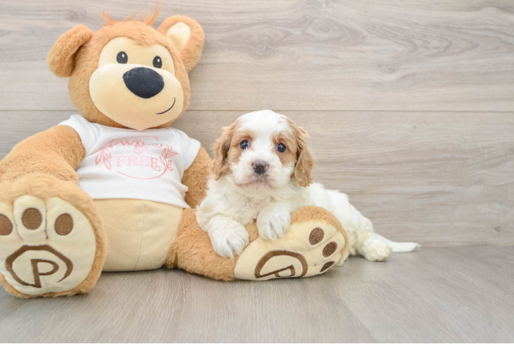 Cavapoo Pup Being Cute
