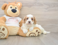 8 week old Cavapoo Puppy For Sale - Seaside Pups