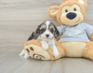 8 week old Cavapoo Puppy For Sale - Seaside Pups