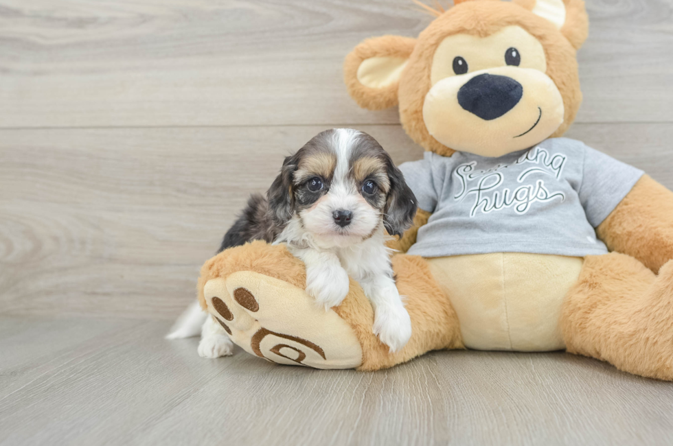 5 week old Cavapoo Puppy For Sale - Seaside Pups