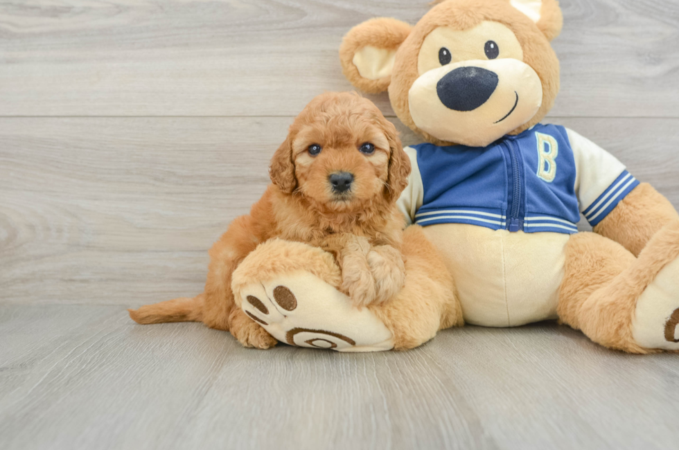 6 week old Cavapoo Puppy For Sale - Seaside Pups