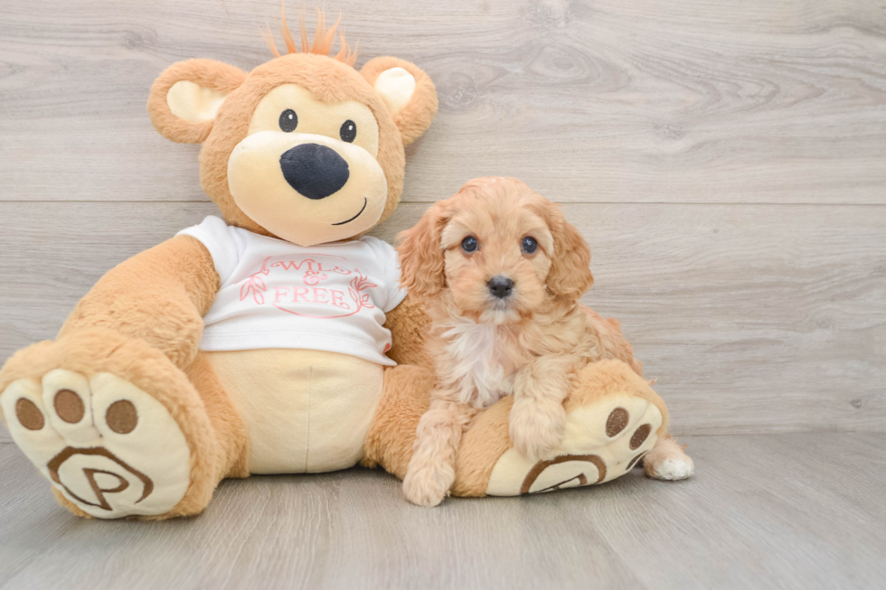 Fluffy Cavapoo Poodle Mix Pup
