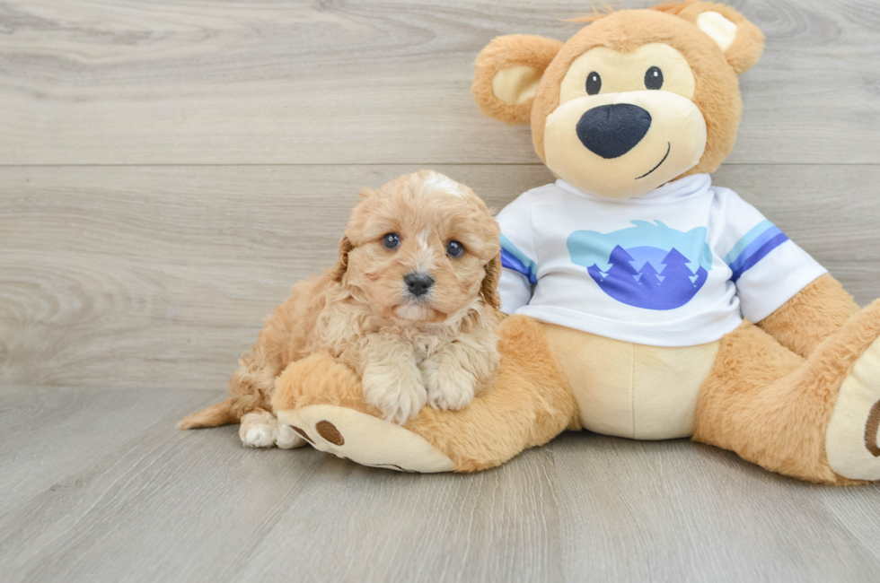 5 week old Cavapoo Puppy For Sale - Seaside Pups