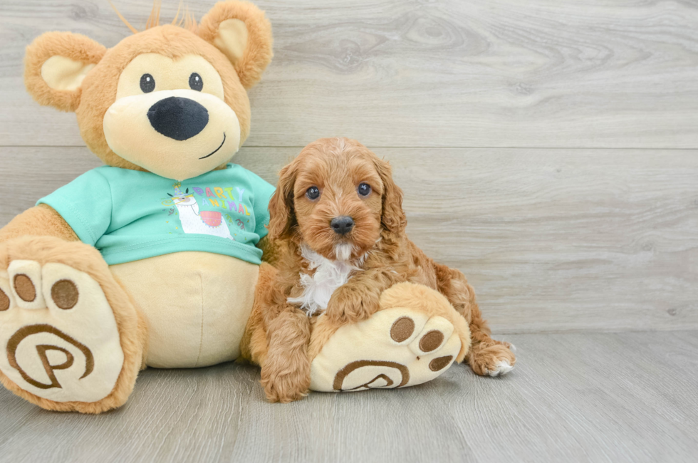 7 week old Cavapoo Puppy For Sale - Seaside Pups