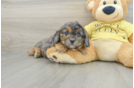 Cavapoo Pup Being Cute