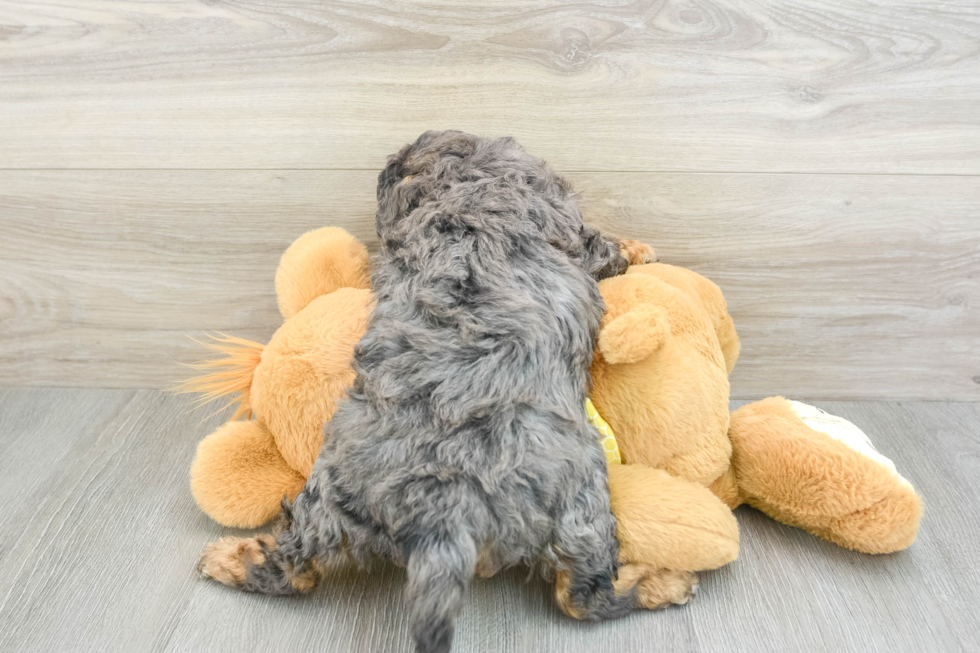 Cavapoo Pup Being Cute