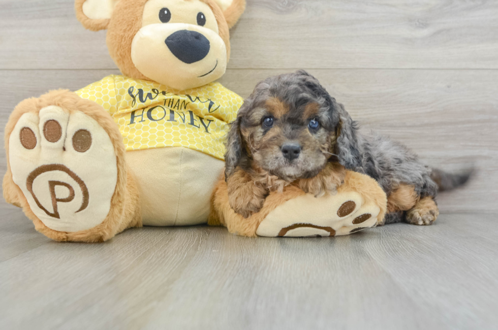 6 week old Cavapoo Puppy For Sale - Seaside Pups