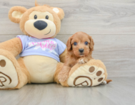 8 week old Cavapoo Puppy For Sale - Seaside Pups
