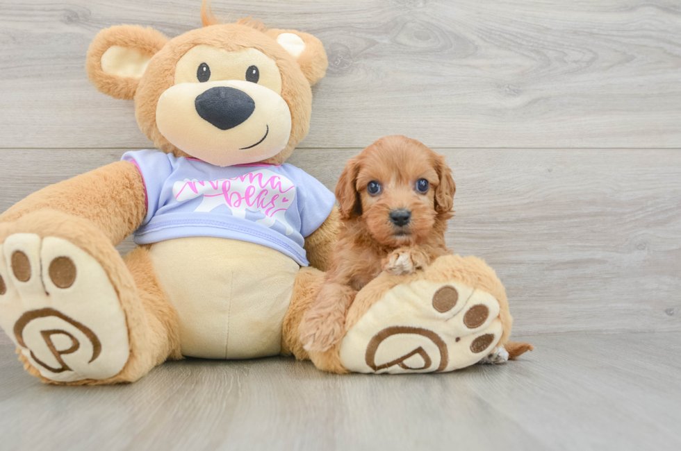 6 week old Cavapoo Puppy For Sale - Seaside Pups