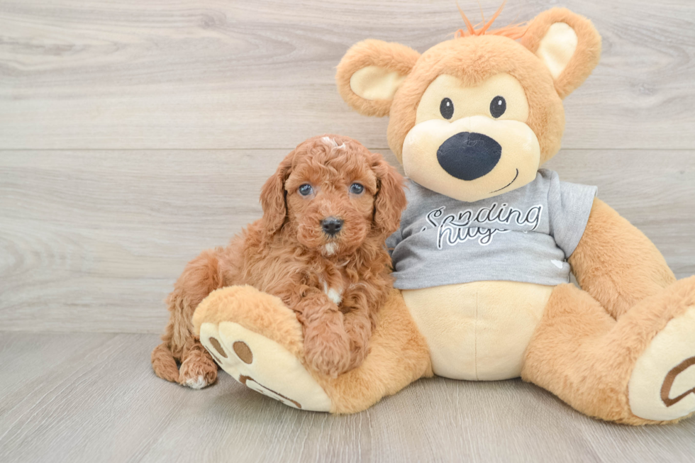 Cavapoo Puppy for Adoption