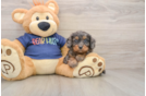 Cavapoo Puppy for Adoption