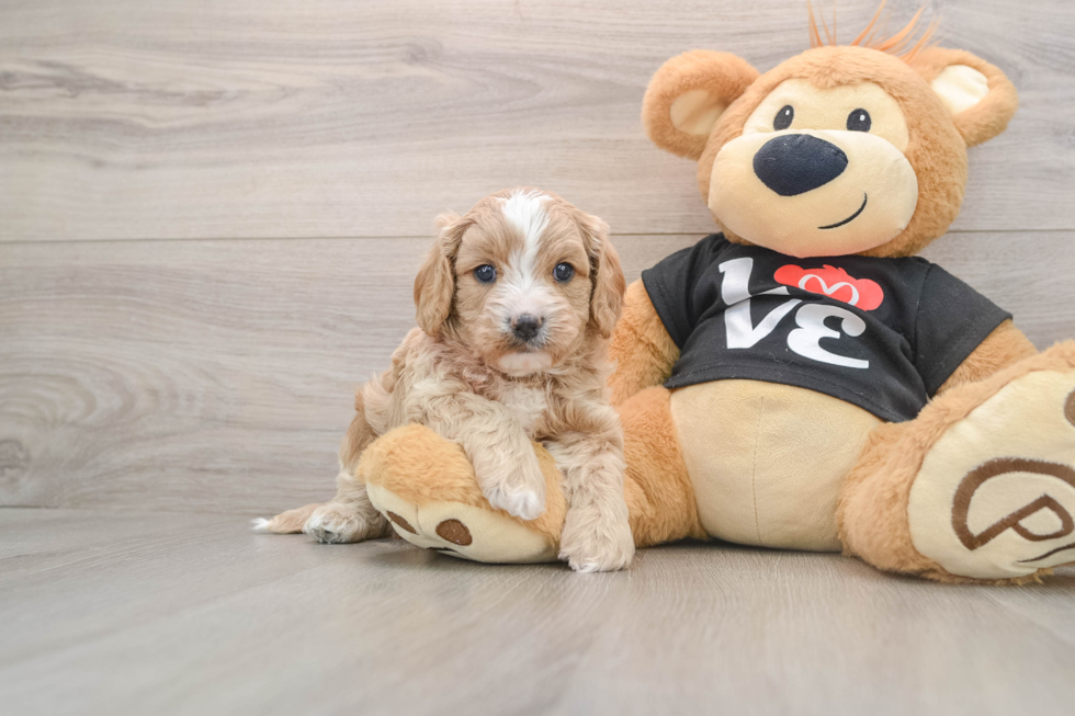 Best Cavapoo Baby