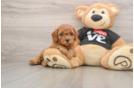 Cavapoo Puppy for Adoption
