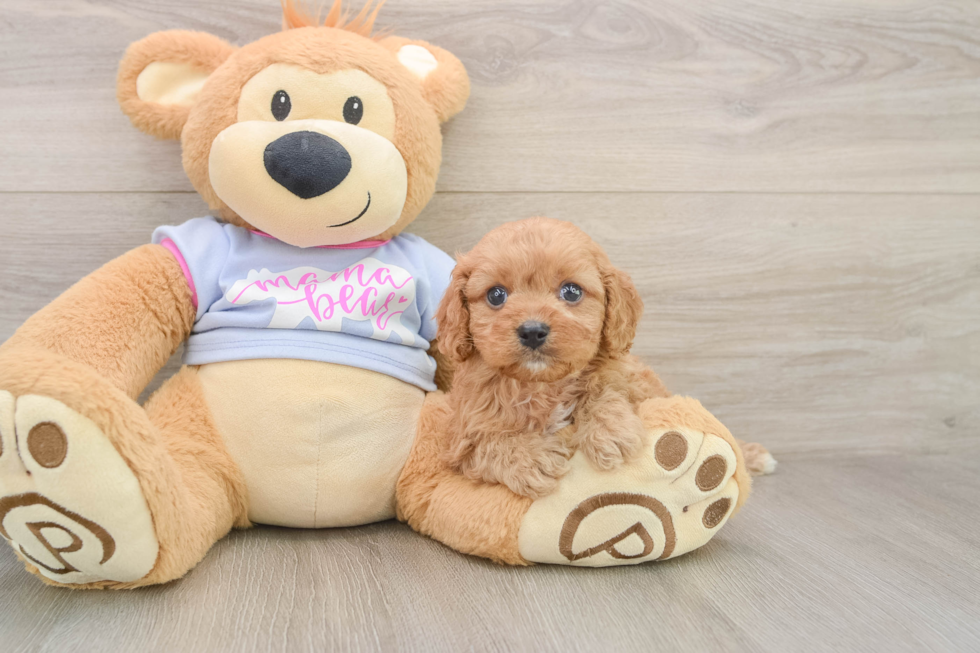 Small Cavapoo Baby