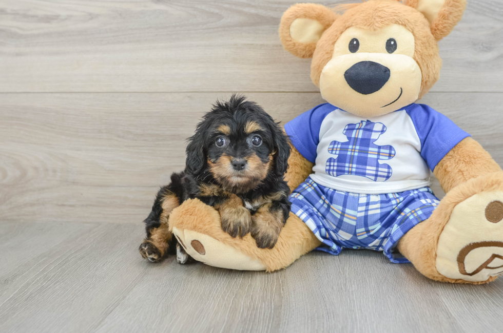 8 week old Cavapoo Puppy For Sale - Seaside Pups