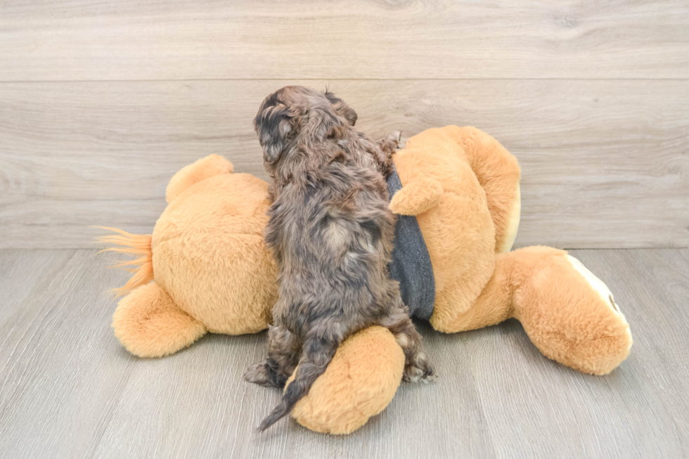Popular Cavapoo Poodle Mix Pup