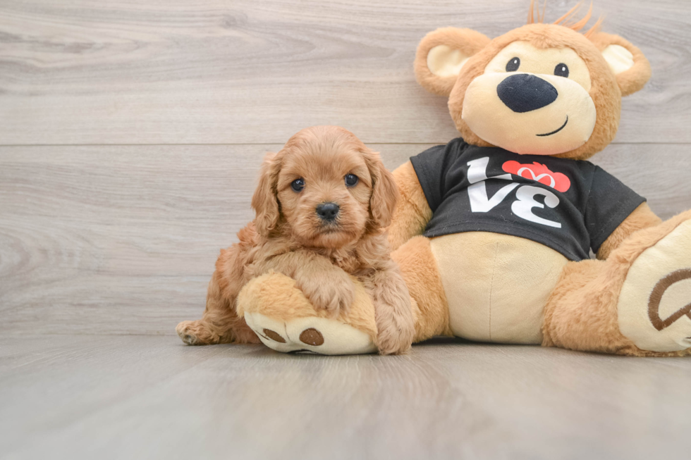 Little Cavipoo Poodle Mix Puppy