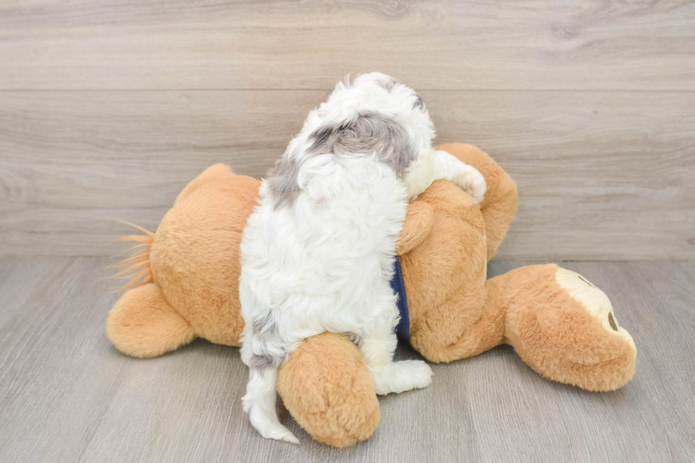Sweet Cavapoo Baby
