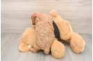 Hypoallergenic Cavadoodle Poodle Mix Puppy