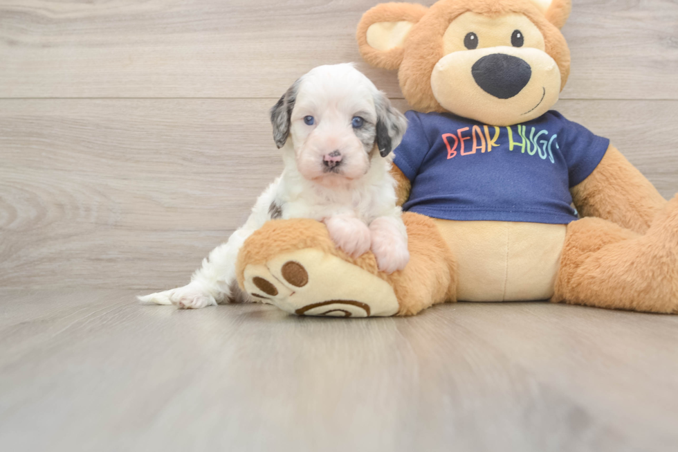 Cavapoo Pup Being Cute