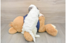 Playful Cavapoodle Poodle Mix Puppy