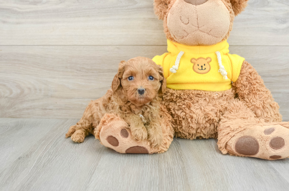 5 week old Cavapoo Puppy For Sale - Seaside Pups