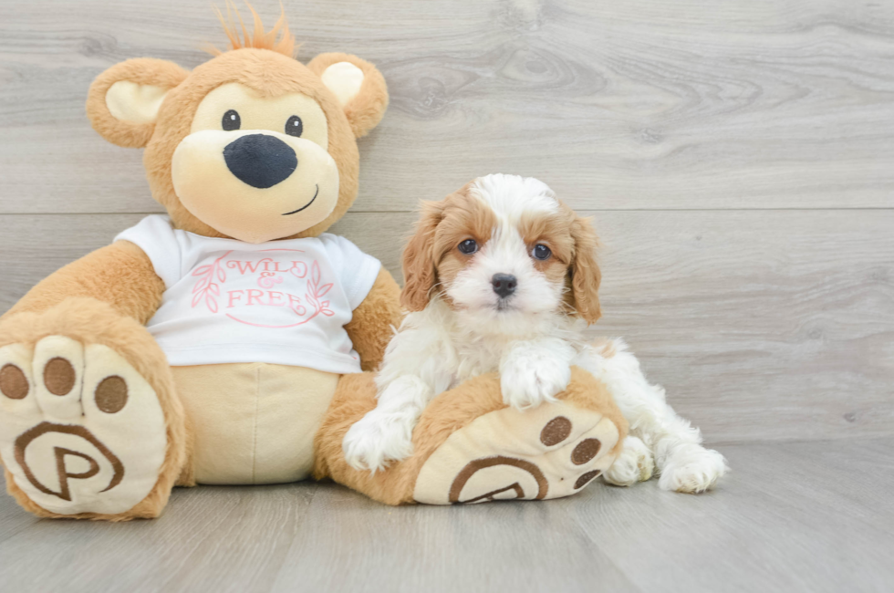 8 week old Cavapoo Puppy For Sale - Seaside Pups