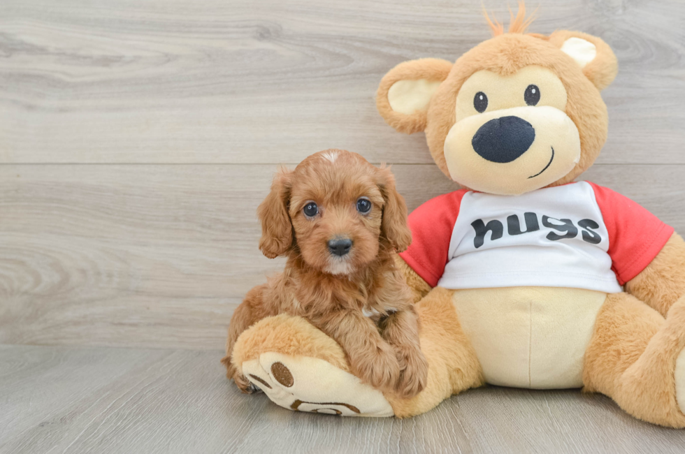 7 week old Cavapoo Puppy For Sale - Seaside Pups