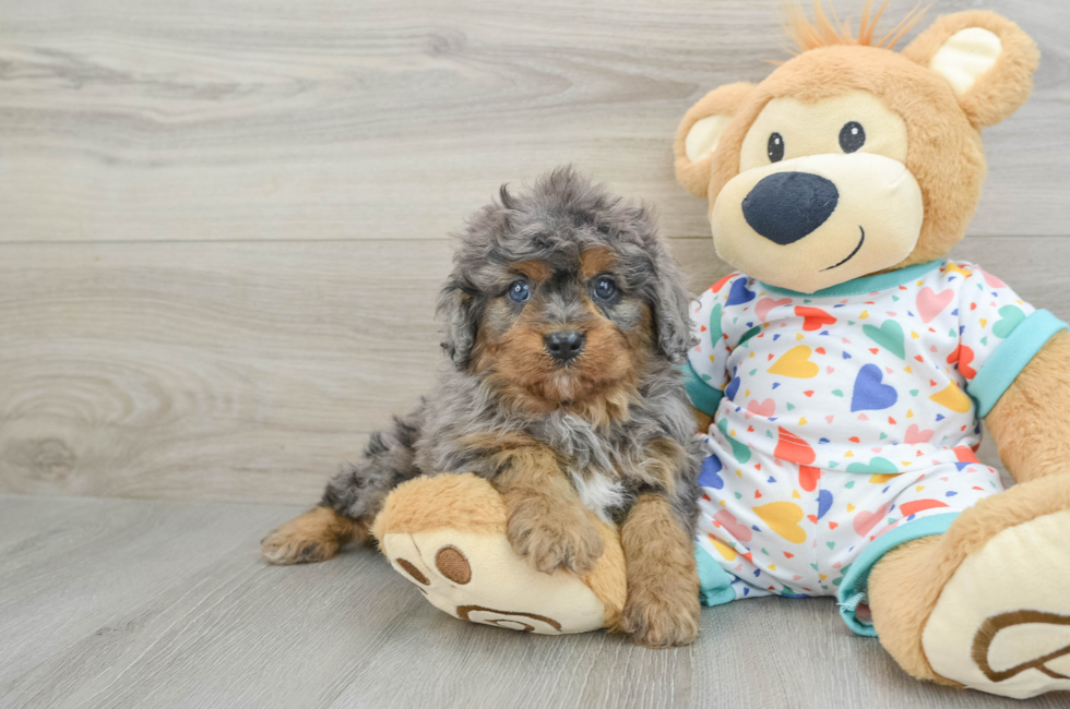 5 week old Cavapoo Puppy For Sale - Seaside Pups