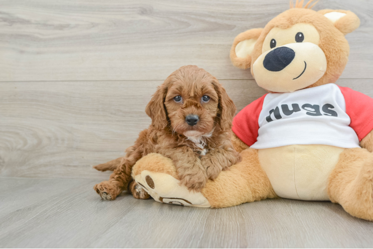 Cute Cavapoo Baby