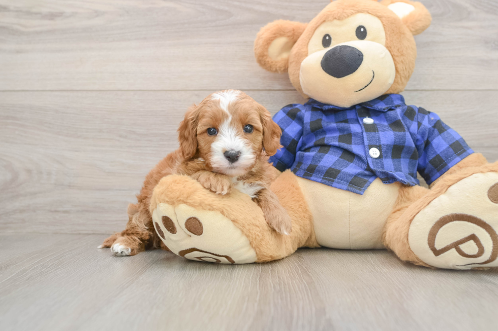 Cute Cavapoo Baby