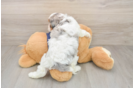 Hypoallergenic Cavadoodle Poodle Mix Puppy