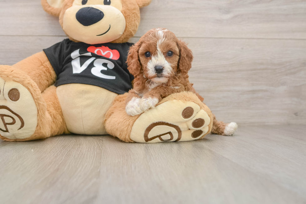 Popular Cavapoo Poodle Mix Pup