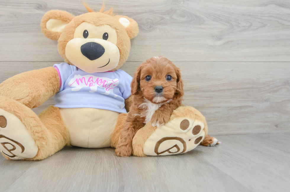 5 week old Cavapoo Puppy For Sale - Seaside Pups