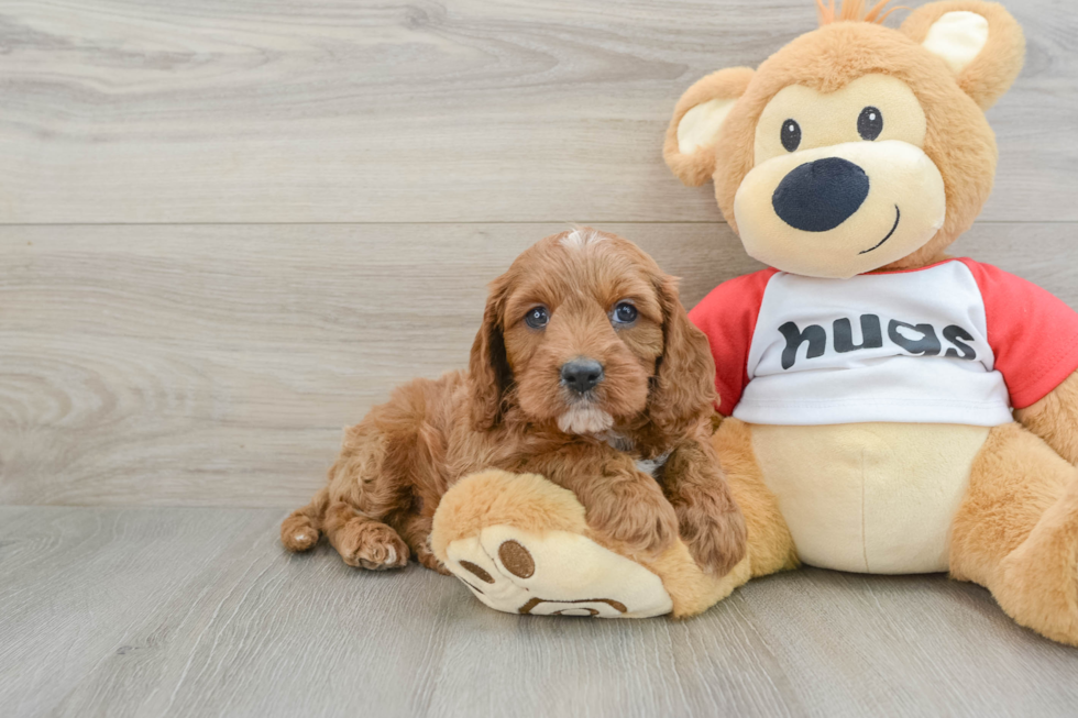 Cavapoo Pup Being Cute