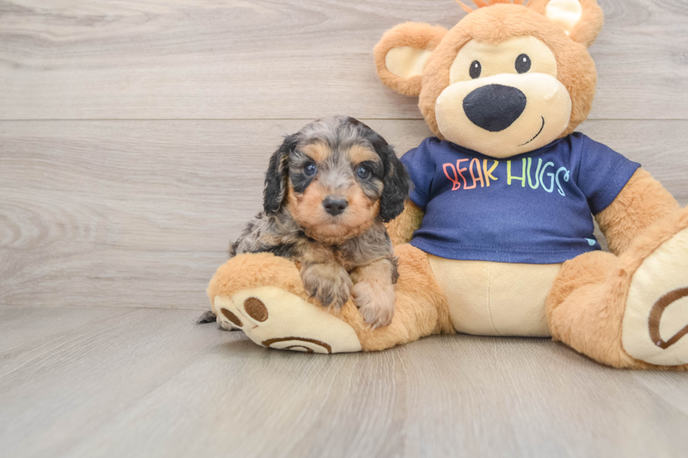 Fluffy Cavapoo Poodle Mix Pup