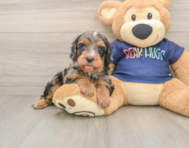 7 week old Cavapoo Puppy For Sale - Seaside Pups