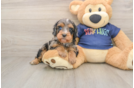Playful Cavapoodle Poodle Mix Puppy