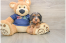 Cavapoo Puppy for Adoption