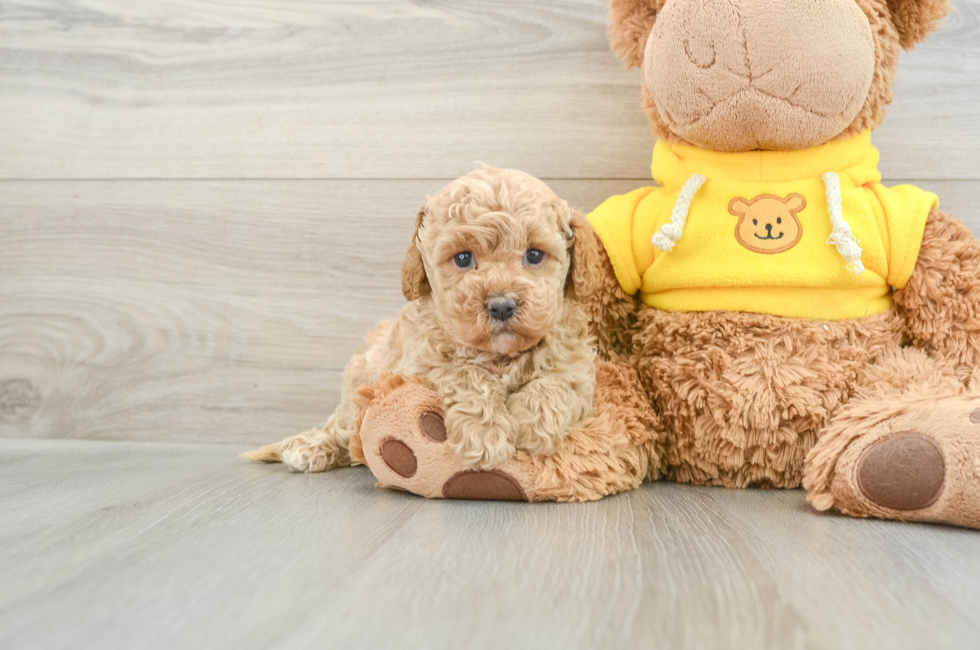 5 week old Cavapoo Puppy For Sale - Seaside Pups