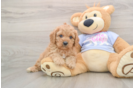 Cavapoo Puppy for Adoption