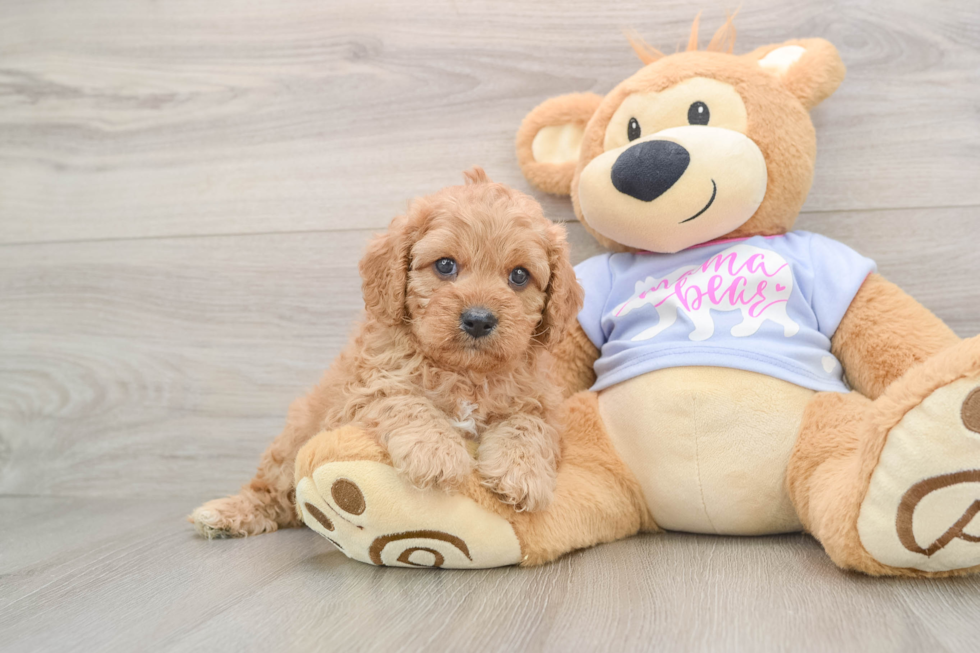 Cavapoo Puppy for Adoption