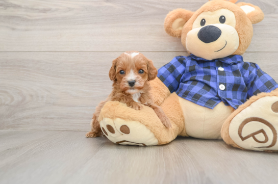 Cavapoo Pup Being Cute