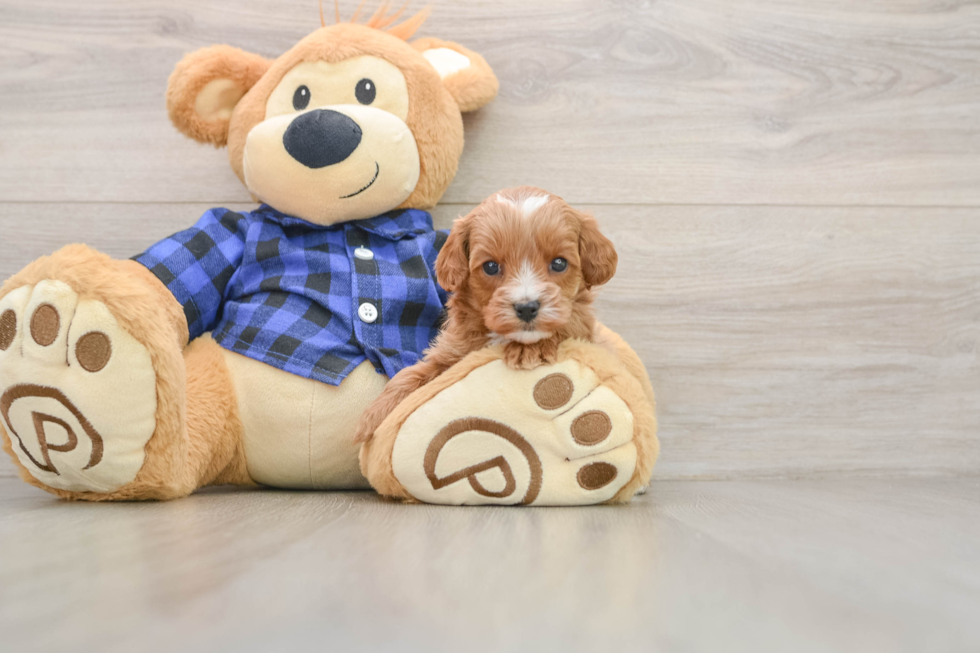Best Cavapoo Baby