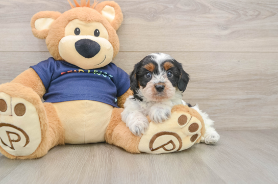 Popular Cavapoo Poodle Mix Pup