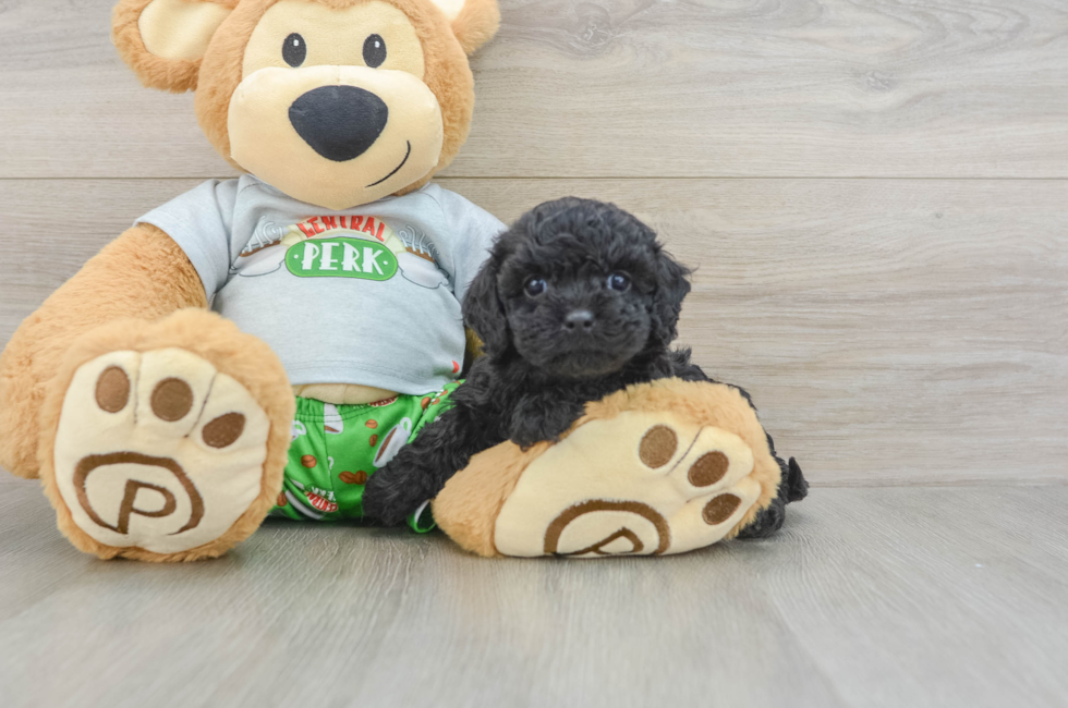 7 week old Cavapoo Puppy For Sale - Seaside Pups