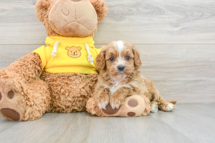 Petite Cavapoo Poodle Mix Pup